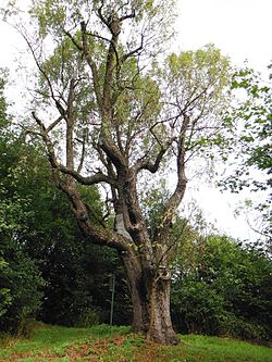 Památný strom oskeruše u obce Košťálov, okr. Litoměřice, září 2014