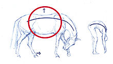 Horses' backs can be eased by adapting some techniques from human physical therapy to use on equine anatomy Kreisbogen-korrekt.jpg