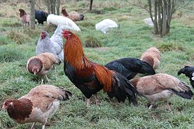 Coq et poules Cubalaya Cannelle