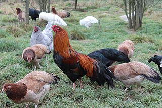 <span class="mw-page-title-main">Cubalaya</span> Breed of chicken