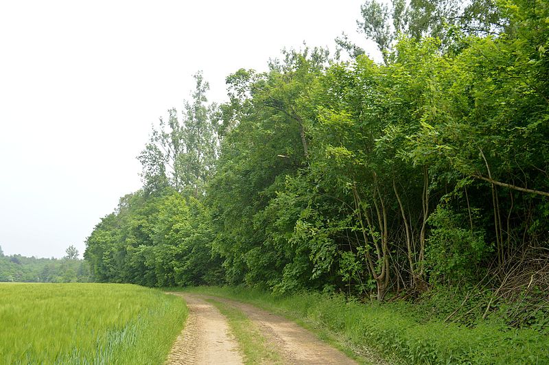 File:LSG Waldgürtel zwischen Salzgitter-Osterlinde und Salzgitter-Bad (Salzgitterscher Höhenzug) - Gustedter Berg (3).jpg