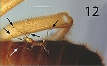 Lagaropsylla signata present on the leg of Arixenia esau Lagaropsylla signata on Arixenia esau (10.3897-zookeys.657.11095) Figure 12.jpg