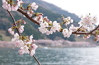 Lake Biwa, where midge larvae can be found. Lake Biwa.jpg