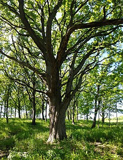 Oak woodland