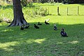 Muscovy ducks