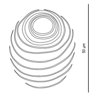 Lamellodisc