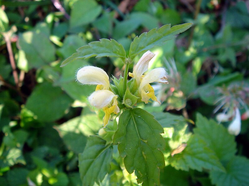 File:Lamium galeobdolon-2.JPG