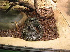 Beschrijving van de afbeelding Lampropeltis getula holbrooki Tropicario.JPG.