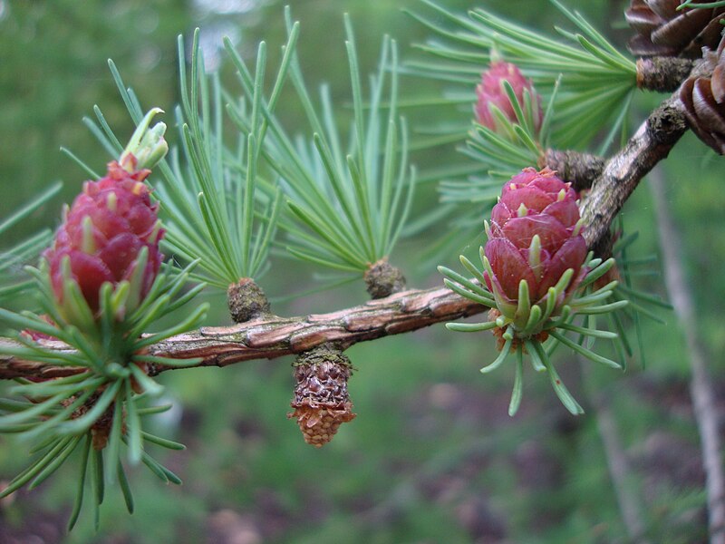 File:Larix laricina Kanadanlehtikuusi Kanada lärk C DSC03086.JPG