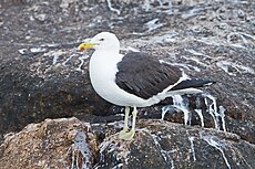 Kelp Gull (Larus dominicanus), Hippolyte Rocks off the east coast of Tasmania, Australia