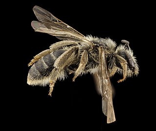 <i>Lasioglossum titusi</i> Species of bee