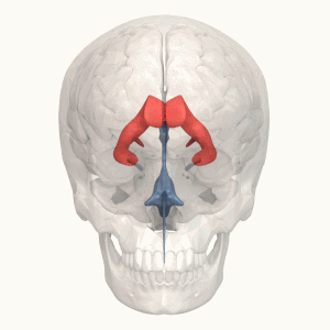 Lateral ventricle - animation.gif