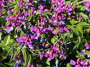 Lathyrus vernus-IMG 7284.JPG