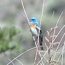 Lazuli Bunting