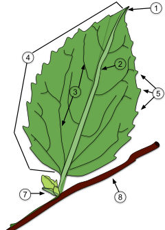 植物小筆記－葉系