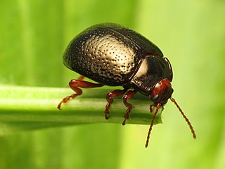 <i>Chrysolina bankii</i> Species of beetle