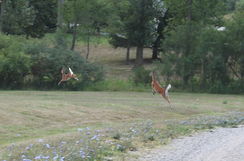 File:Leaping Deer on Stein Court Ann Arbor Township Michigan.JPG