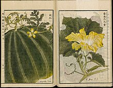 Illustration from the Japanese agricultural encyclopedia Seikei Zusetsu (1804) Leiden University Library - Seikei Zusetsu vol. 27, page 018 - Xi Gua  - Citrullus lanatus (Thunb.) Matsum. & Nakai - Cucurbita maxima Duchesne, 1804.jpg