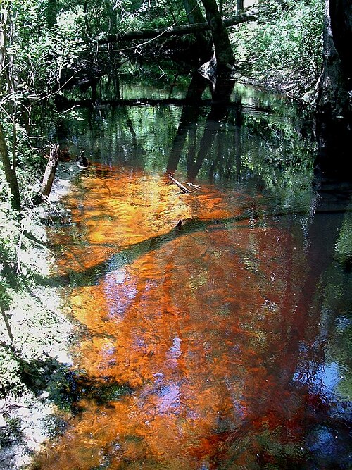 A swamp-fed stream in northern Florida, showing tannin-stained undisturbed blackwater