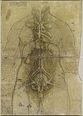 A nő szív- és érrendszere és főbb szervei (kb. 1509-1510)
