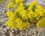 Lepidium flavum 2. jpg