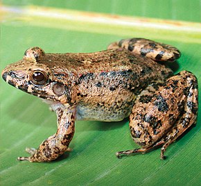 Beschreibung des Bildes Leptodactylus colombiensis.jpg.