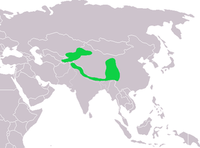 Leptopoecile sophiae dist.png resminin açıklaması.