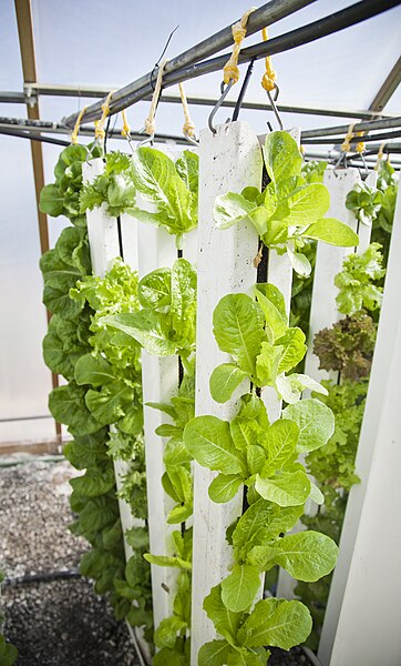 File:Lettuce in Vertical Farm.jpg