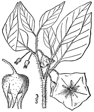 <i>Leucophysalis</i> Genus of plants