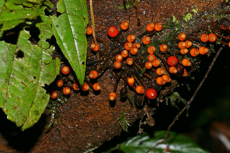 File:Liana Fruits (23685256042).jpg