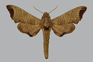 <i>Likoma apicalis</i> Species of moth