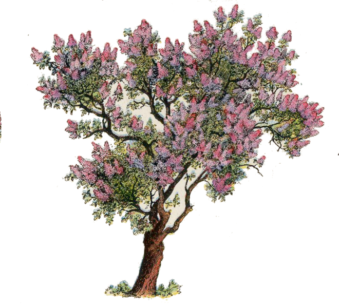 File:Lilac Larousse Extracted.png