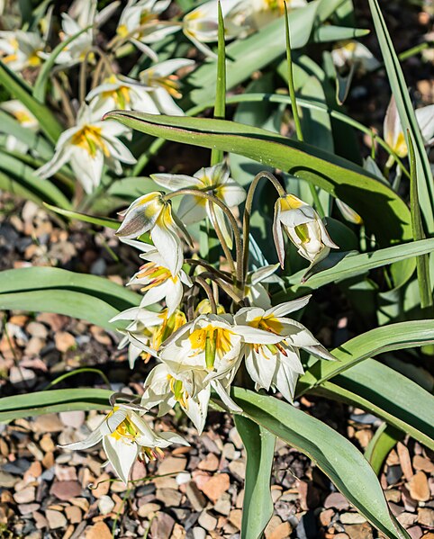 File:Lilium regale Album in Marburg BG (4).jpg