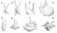 Penises of Limax maximus during mating.

1- penises after protrusion from the body. 2 - commencement of the appearance of the frill. 3 - frill partially unrolled. 4 - frill completely expanded, preparatory to twisting together. 5 - penises tightly coiled together, forming the whorled knot. 6 - the succeeding umbrella form. 7 - umbrella form with horizontal margins reversed. 8 - umbrella form with double margins. Limax maximus mating.jpg