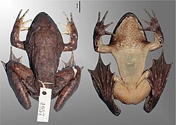 Limnonectes beloncioi holotype.jpg