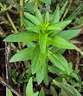 Limnophila aromatica 10.JPG