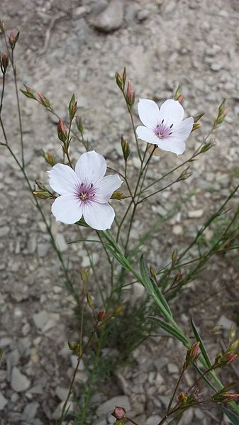 File:Linum tenuifolium sl4.jpg