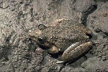 Litoria inermis01.jpg