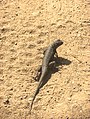 Lizard in Griffith Park, Los Angeles, California