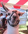 Llama in Florida