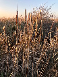 Cynffon y gath (Typha latifolia)