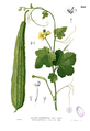 Luffa plant