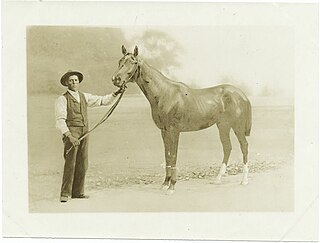 <span class="mw-page-title-main">Luke Blackburn (horse)</span> American-bred Thoroughbred racehorse