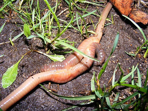 Lumbricus terrestris mating