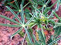 foglia digitata di Lupinus angustifolius