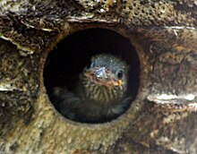 A lesser honeyguide nestling, a brood parasite of barbets, waiting to be fed Lybius torquatus01.jpg