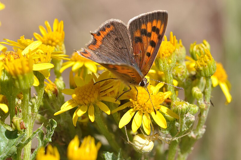 File:Lycaena phlaeas 1.JPG