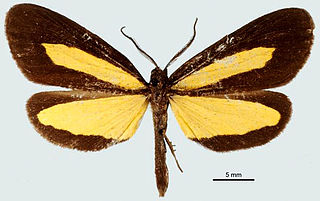 <i>Lyces patula</i> Species of moth
