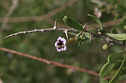 Lycium schweinfurthii flower.jpg