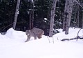 Lynx-Canada.jpg